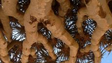 Крылатые драконы из обыкновенных коряг: чудеса работы с деревом Зеленый деревянный дракон